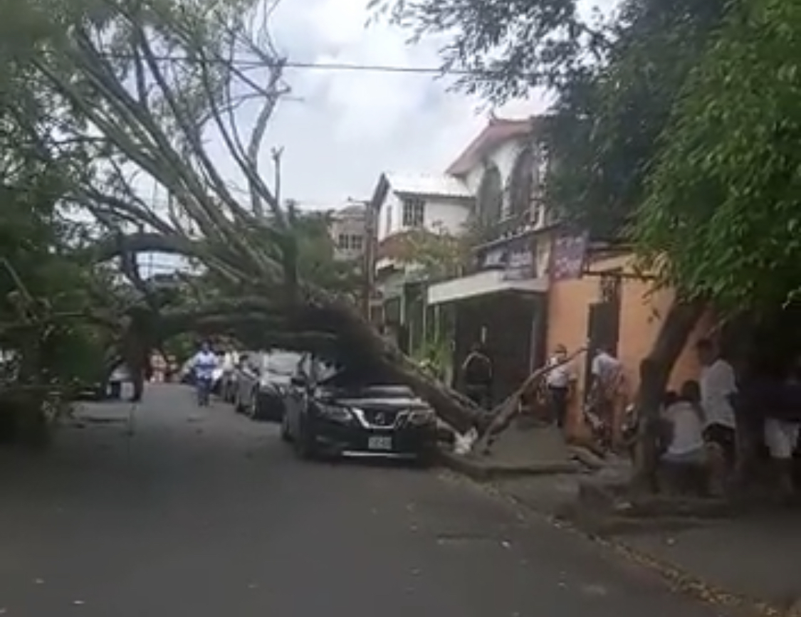 Protecci N Civil Desaloja Rbol En Jardines Del Volc N En Ciudad