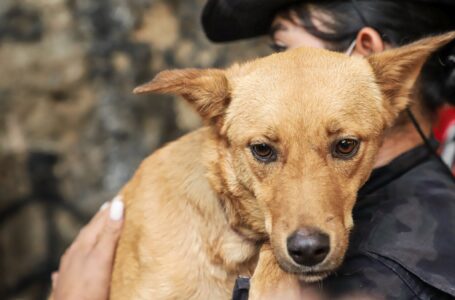UBA y Alcaldía de Apopa rescatan perrita que sufría maltrato animal