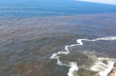 Ministro de Salud confirma niveles altos en toxicidad de marea roja