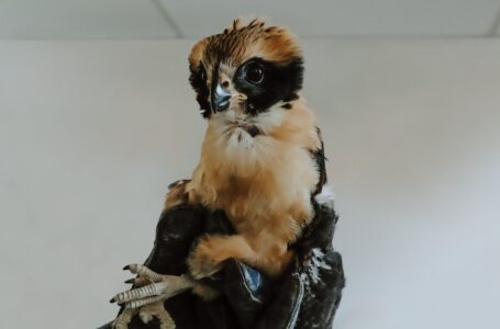 Pichón de halcón es atendido en clínica veterinaria de Ministerio de Medio Ambiente