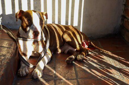 Rescatan a Everest, una perra sometida a explotación reproductiva con fines comerciales