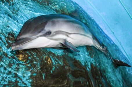 Autoridades rescatan a delfín bebé en playa Las Flores