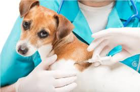 Autoridades vacunarán a perros y gatos el domingo en Zaragoza