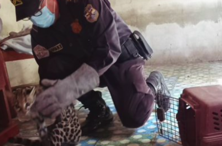 Unidad de Medio Ambiente de la PNC rescata a ocelote hembra