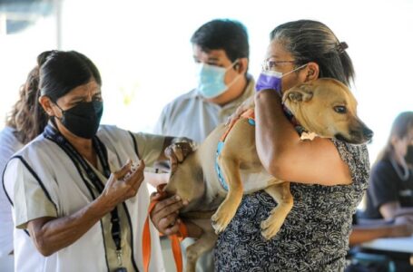Inicia campaña de vacunación felina y canina en el municipio de Zaragoza