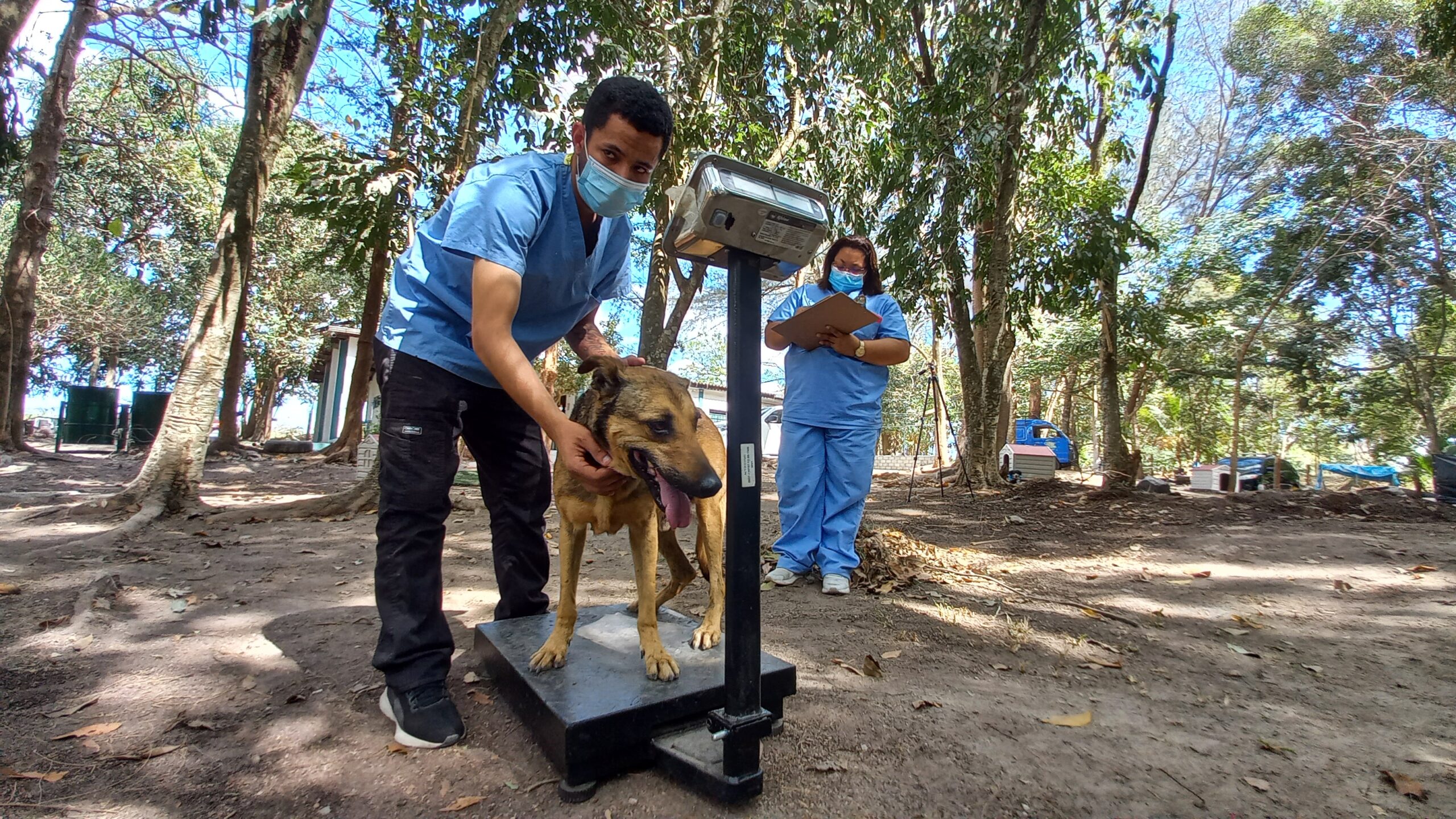Perros rescatados en Jujutla entraron al proceso de rehabilitación