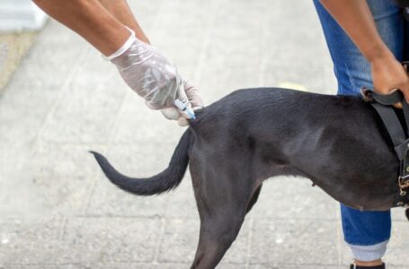 Ministerio de Salud impulsa campaña de vacunación antirrábica canina y felina