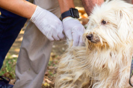 Salud continúa con jornadas de vacunación antirrábica a perros y gatos a nivel nacional