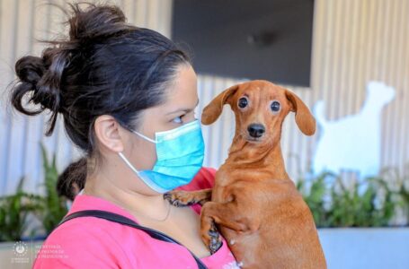Estas vacunas se aplican a tus mascotas en Chivo Pets