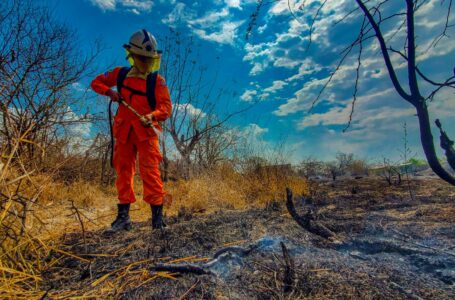 Bomberos sofocan incendio de un árbol y de maleza seca