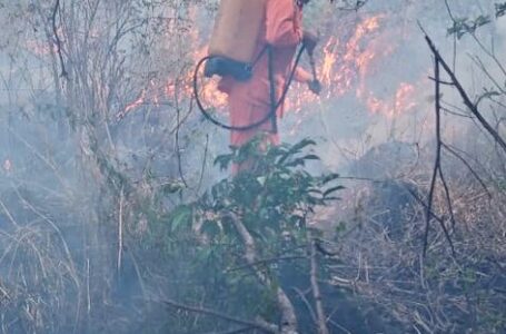 Bomberos sofocan incendio de maleza seca en La Unión