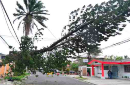 MARN indica probabilidad de caída de arboles por fuertes ráfagas de viento