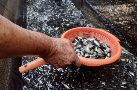 Siembran más de 10 mil alevines de tilapia en el lago de Coatepeque