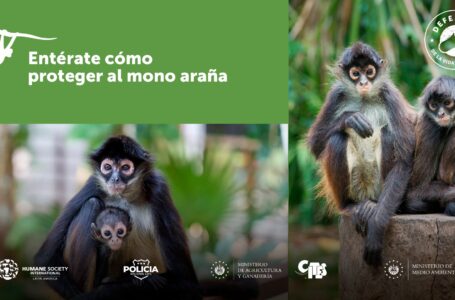Estudian genética del mono araña para establecer hábitat y disponibilidad de alimento en El Salvador