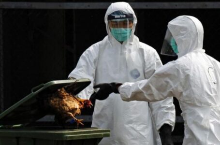 China reporta el primer contagio humano de gripe aviar H3N8