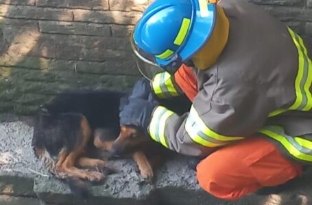 Recatan a perro que cayó a quebrada de la colonia San Cristóbal, de San Salvador