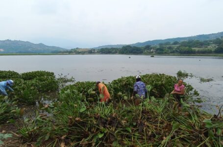 Extraen varias toneladas de ninfa de la laguna de Güija en Metapán