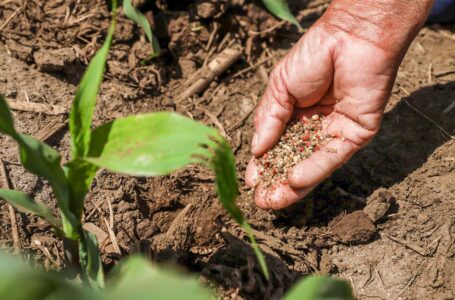 Ministro de Agricultura asegura que cosecha de granos básicos 2022 será histórica