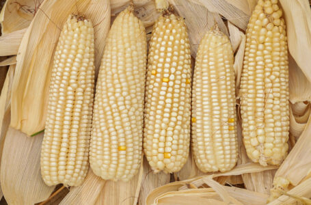 Agricultura busca cubrir el 100 % de consumo local de maíz