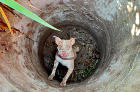 Bomberos rescata a perro de un pozo sin agua en Chalatenango