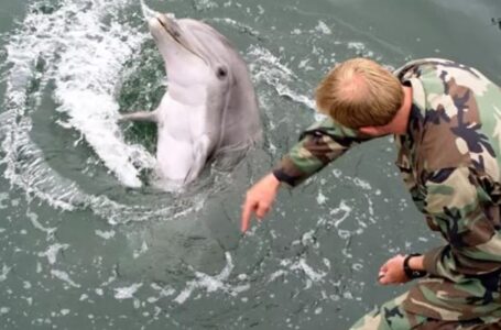 Rusia usa delfines para identificar fuerzas militares enemigas