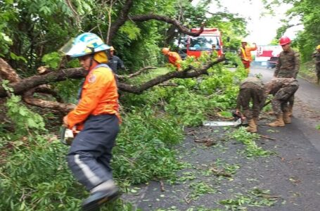 Retiran árbol caído de carretera en Morazán