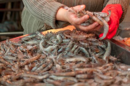 Hoy inicia veda de camarón en litoral salvadoreño