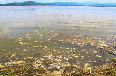 Investigan muerte de peces en lago de Güija