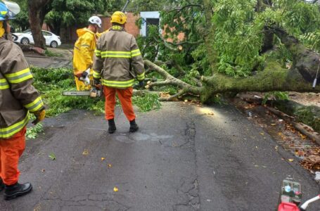 Bomberos retira árbol de calle principal en colonia San Francisco en San Salvador