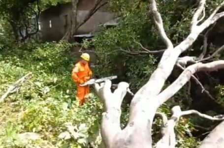 Bomberos continúan retirando árboles caídos por lluvias en el oriente