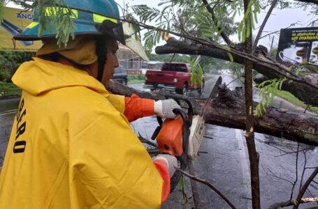 Bomberos retira árbol en carretera panamericana en sector de La Cima en San Miguel