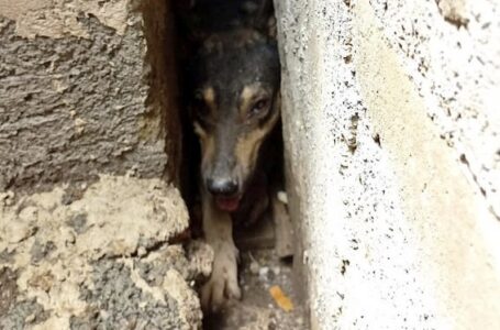 Rescatan a perro que estaba atrapado entre dos paredes de una vivienda de Santa Rosa de Lima