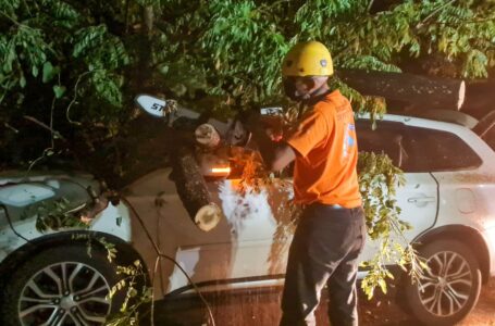 Remueven árbol que cayó sobre un vehículo en Ilopango