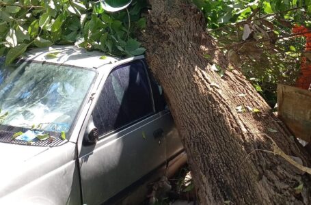 Bomberos remueven árbol caído en vivienda y vehículo en Soyapango