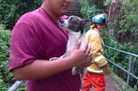 Bomberos rescatan a un perro que cayó a una quebrada en la colonia Amatepec