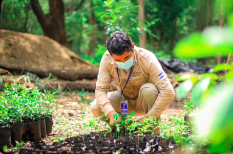 Medio Ambiente produce miles de plantas nativas para repoblar áreas afectadas por la naturaleza y el hombre