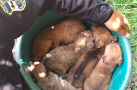 Organización que tutela defensa de los animales agradece a PNC rescate de cachorros en Santa Ana