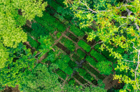 Medio Ambiente trabaja para evitar destrucción del árbol “Cocobolo”