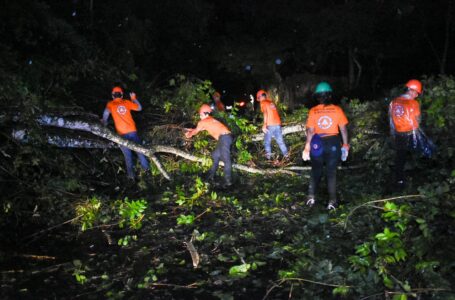 Protección Civil y Bomberos remueven árbol caído en calle a Verapaz