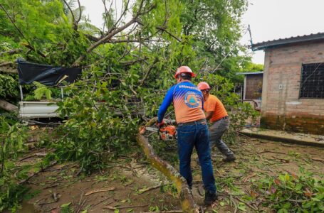 Protección Civil remueve árbol caído en Cangrejera, La Libertad