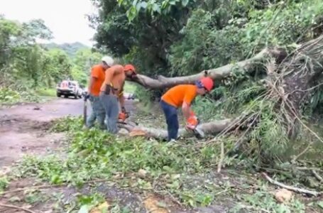 Remueven árbol y derrumbe en calle de Jujutla