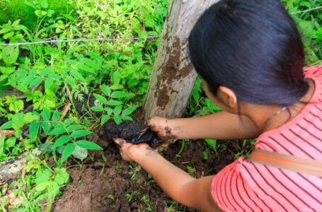 Reforestan área protegida El Balsamar de San Julián, en Sonsonate