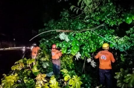 Protección Civil remueve árbol en carretera Troncal del Norte