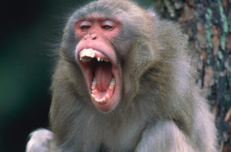 Policía japonesa busca a mono más loco del mundo que atacó a 14 personas