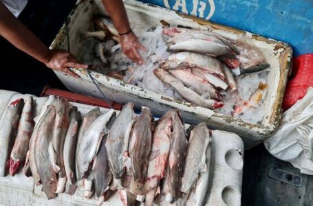 CENDEPESCA sancionará a pescadores de La Unión por tener neonatos de tiburón en su poder