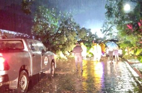 Remueven árboles caídos en calles y sobre vehículo por lluvias 