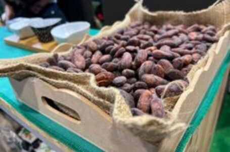 Cacao salvadoreño enamora a latinoamericanos en festival 2022 en Perú