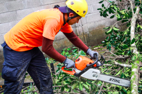 Protección Civil descopa arboles en distintos puntos de San Salvador
