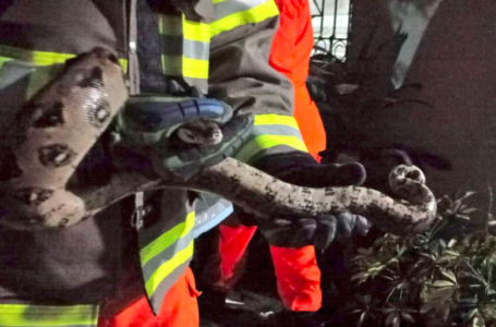 Bomberos liberan serpientes en distintos puntos del país