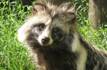 Perro ‘mapache’ habría iniciado la transmisión del coronavirus en Wuhan